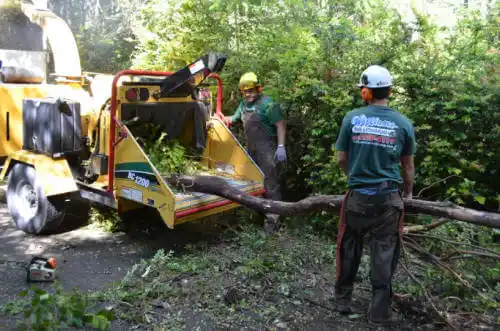 tree services Cortland